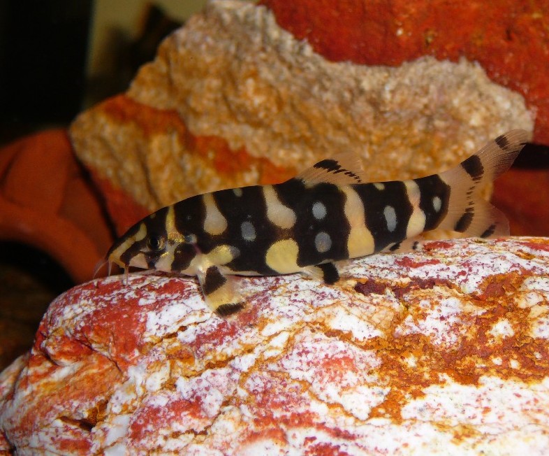 Botia kubotai