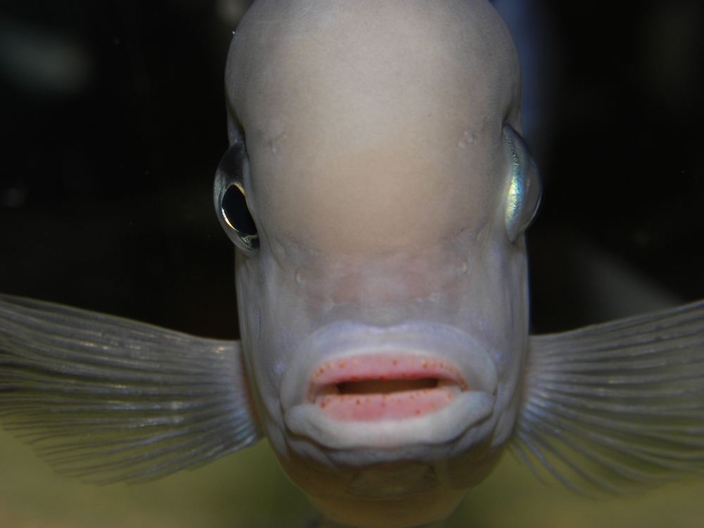 Cyrtocara moorii (M)
