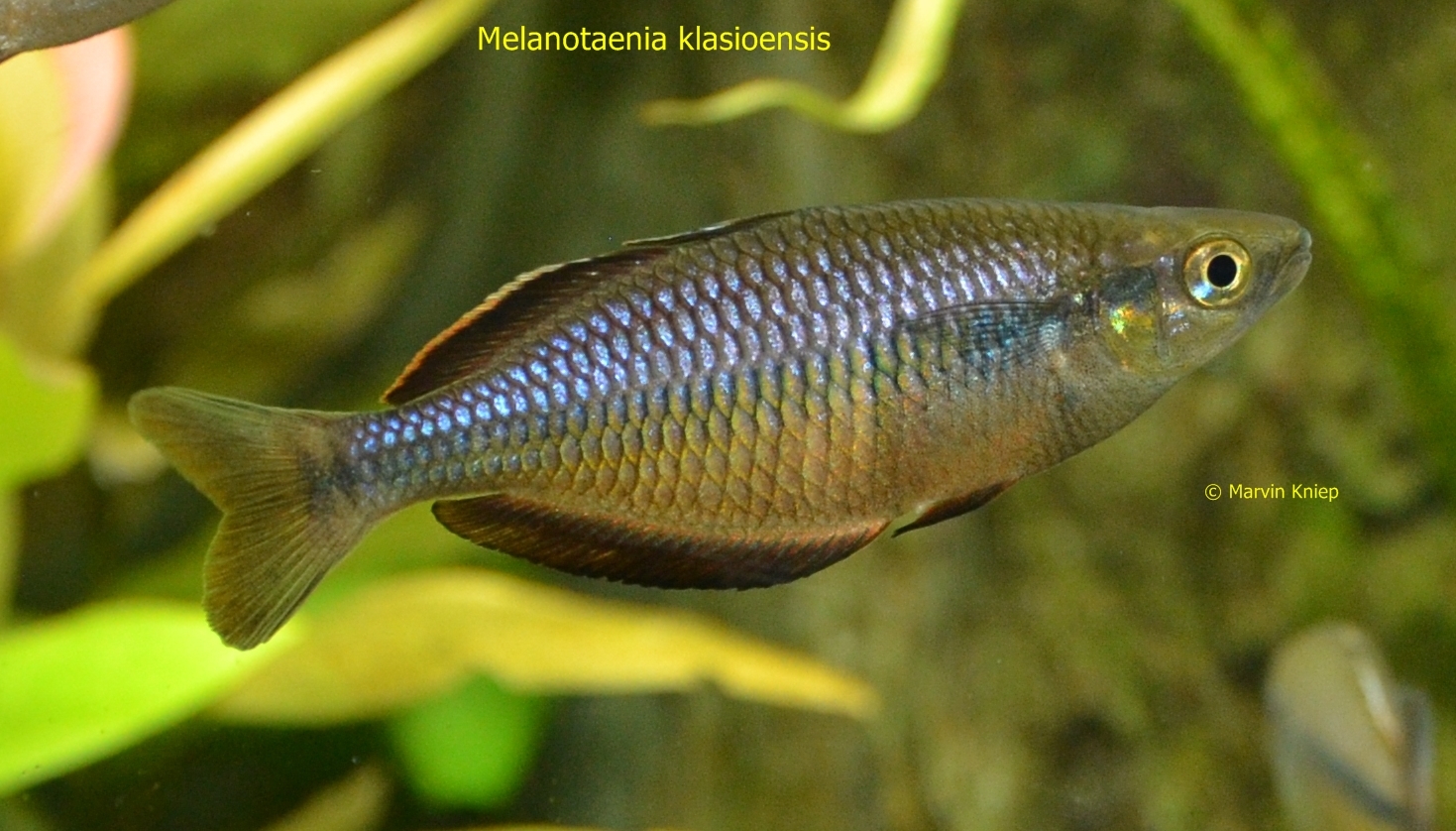 Melanotaenia klasioensis