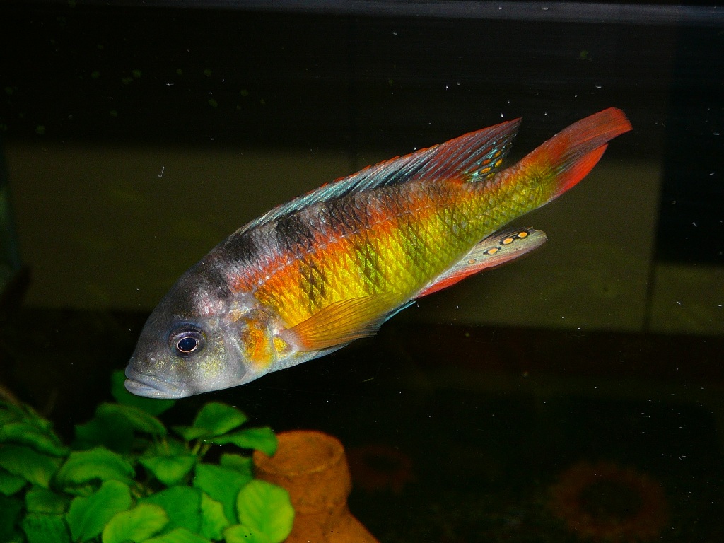 Haplochromis obliquidens (1M/3F)