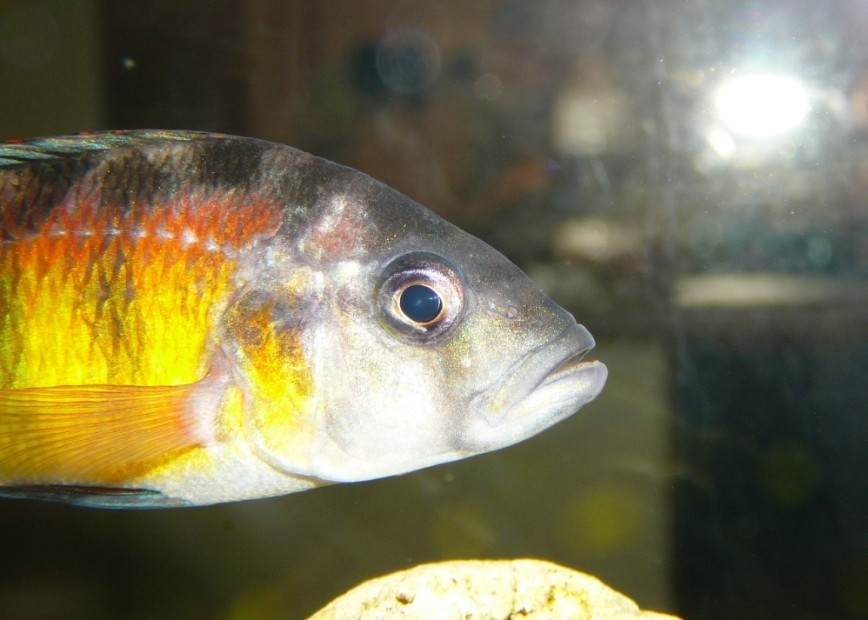 Haplochromis obliquidens (1M/3F)