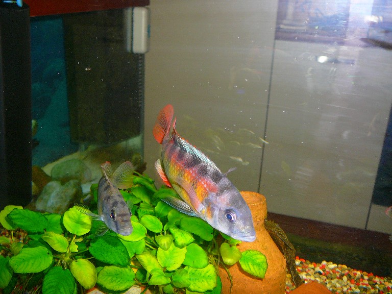 Haplochromis obliquidens (1M/3F)