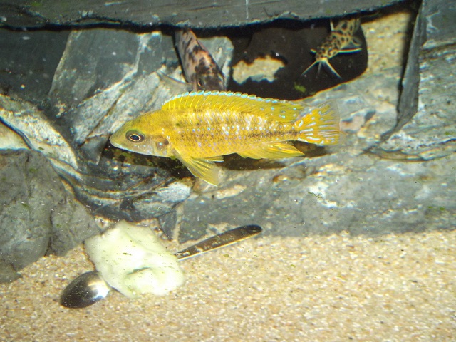 Aulonocara stuartgranti maleri male
