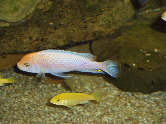Maylandia estherae red-red junges male