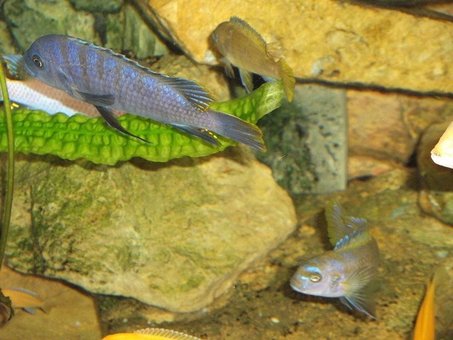Cynotilapia afra male und female
