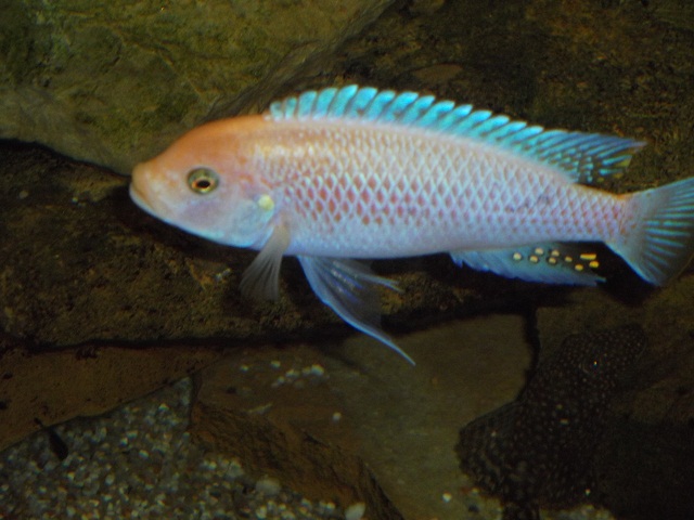 Maylandia estherae red-red male