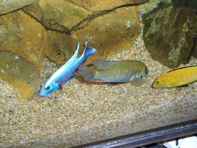 Sciaenochromis fryeri male,Astatotilapia calliptera male und Labidochromis caeruleus yellow male