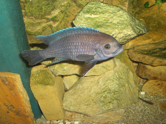 Maylandia estherae blue male