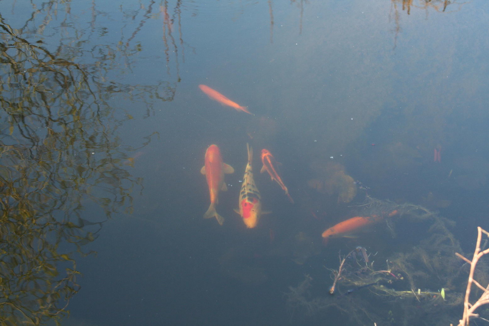 Teich