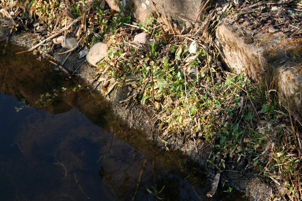 Teich