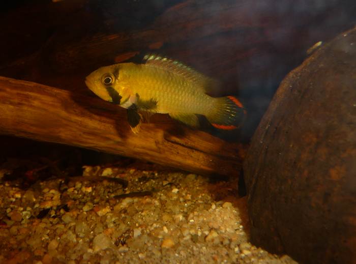 Apistogramma panduro