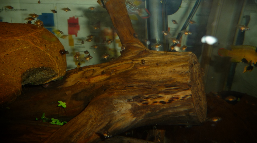 Panduros