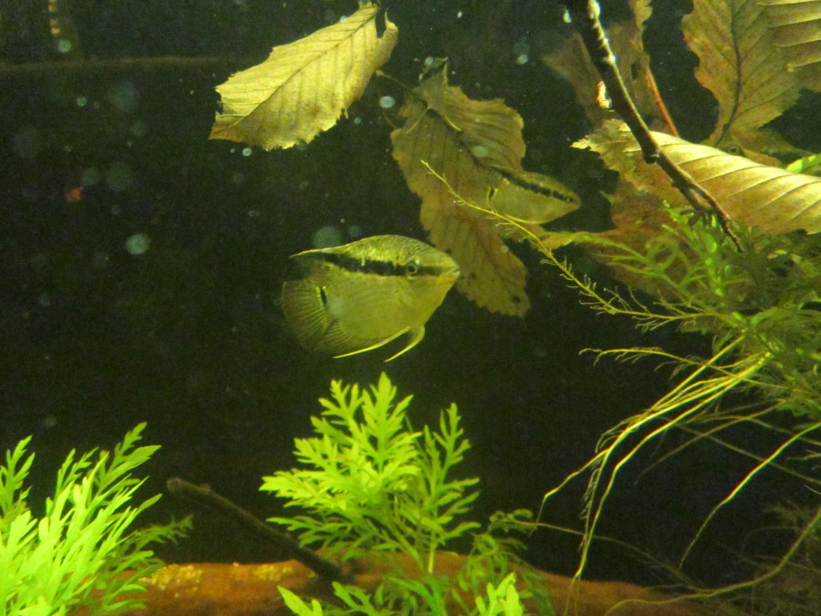 Mesonauta insignis