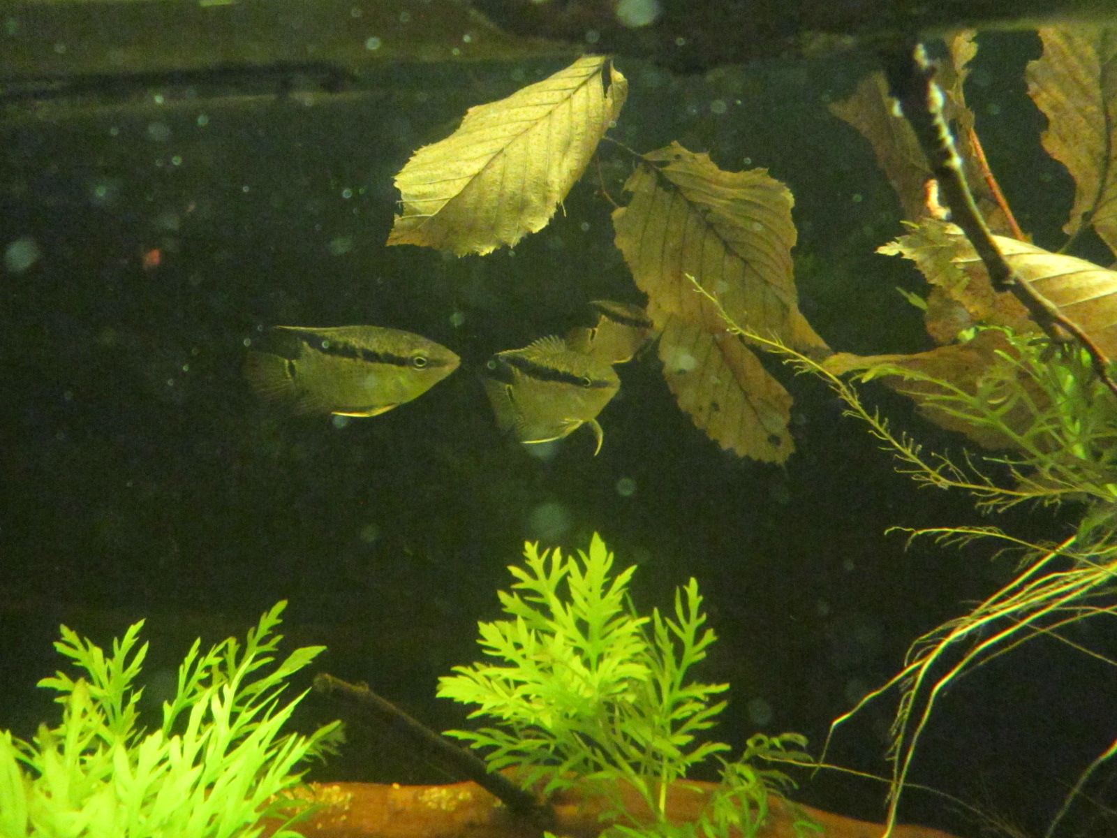 Mesonauta insignis