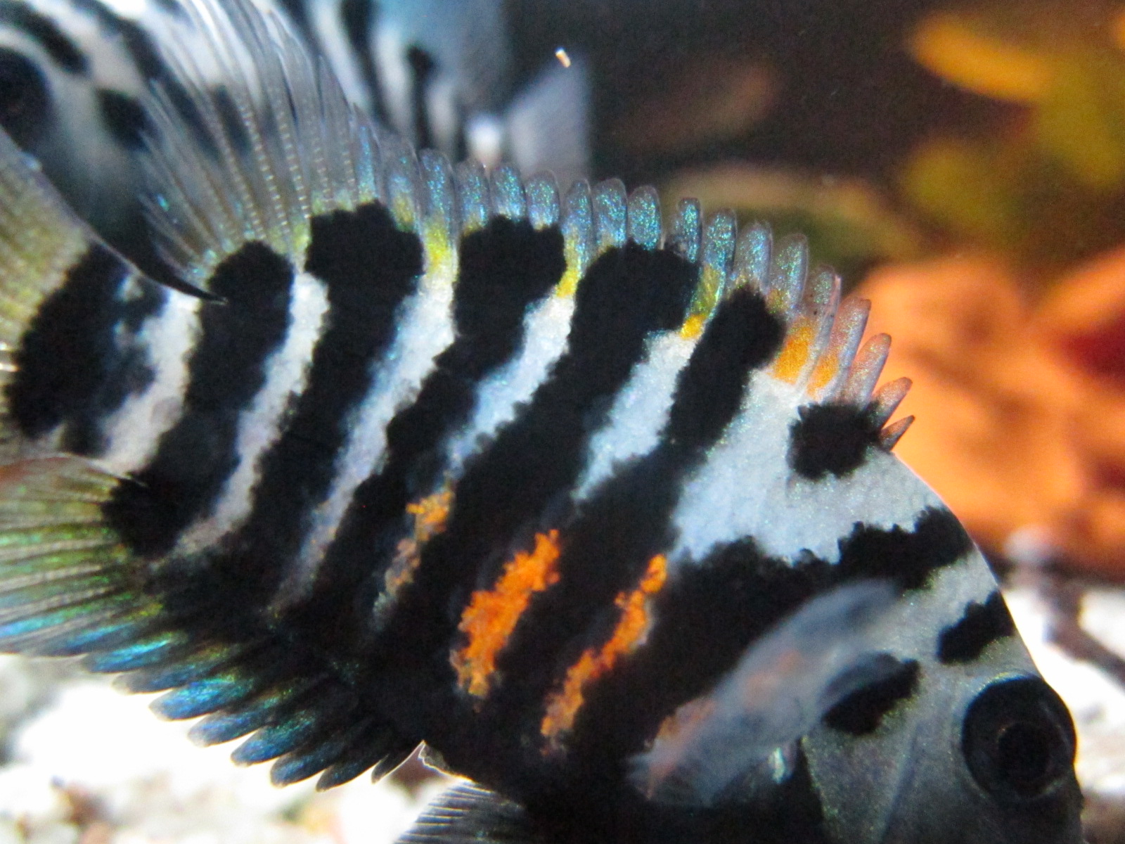 Amatitlania nigrofasciata