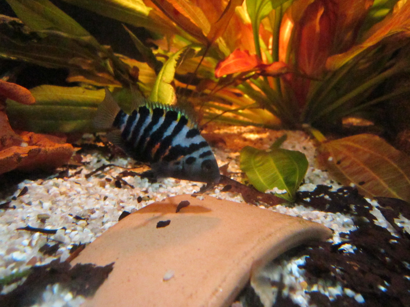 Amatitlania nigrofasciata