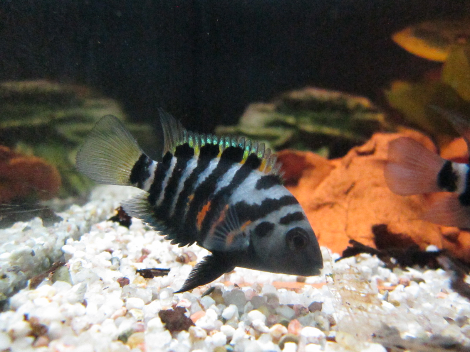 Amatitlania nigrofasciata