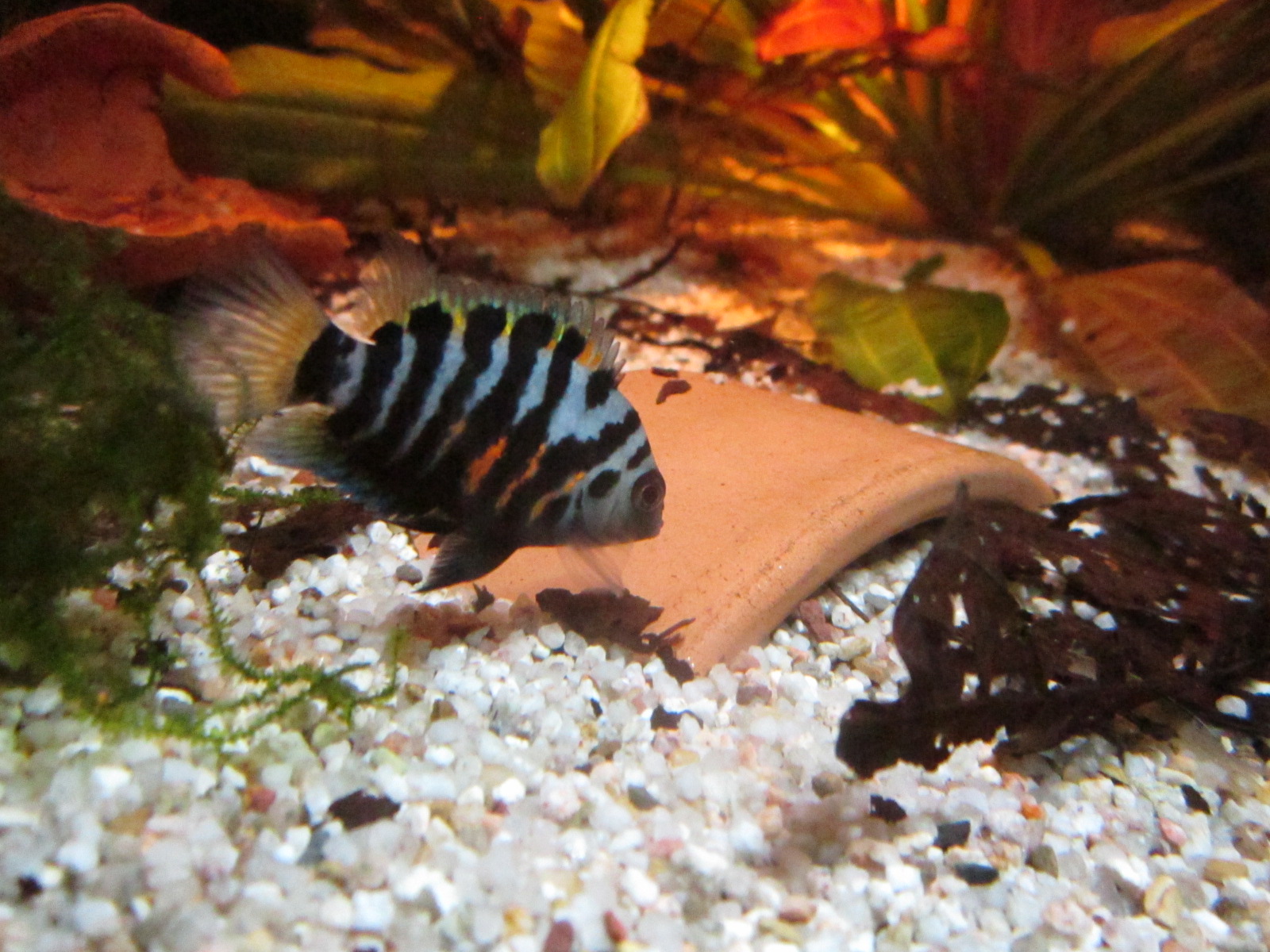 Amatitlania nigrofasciata