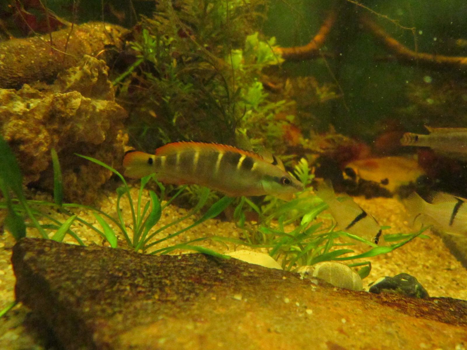 Crenicichla compressiceps (Weibchen)