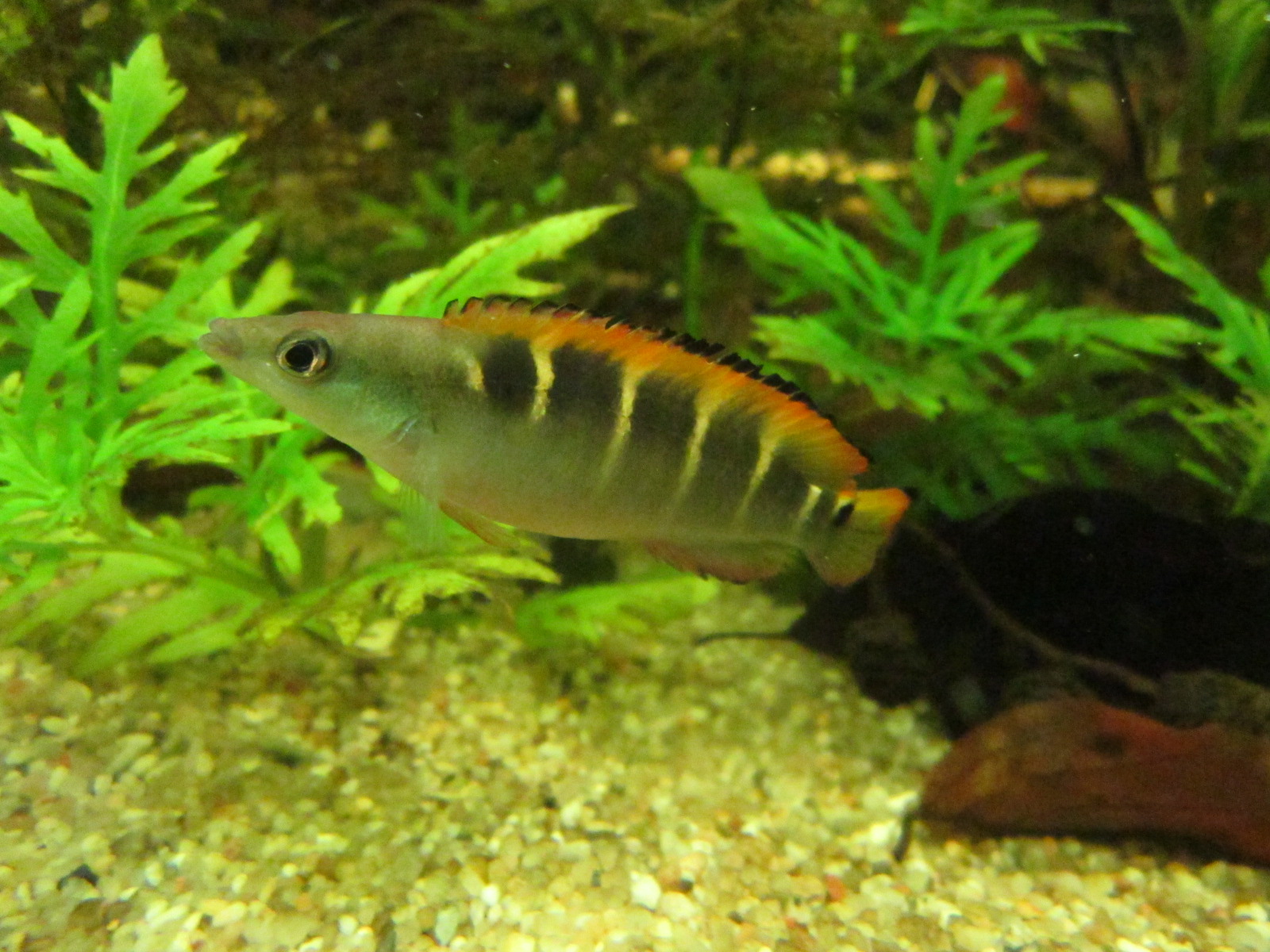 Crenicichla compressiceps (Weibchen)