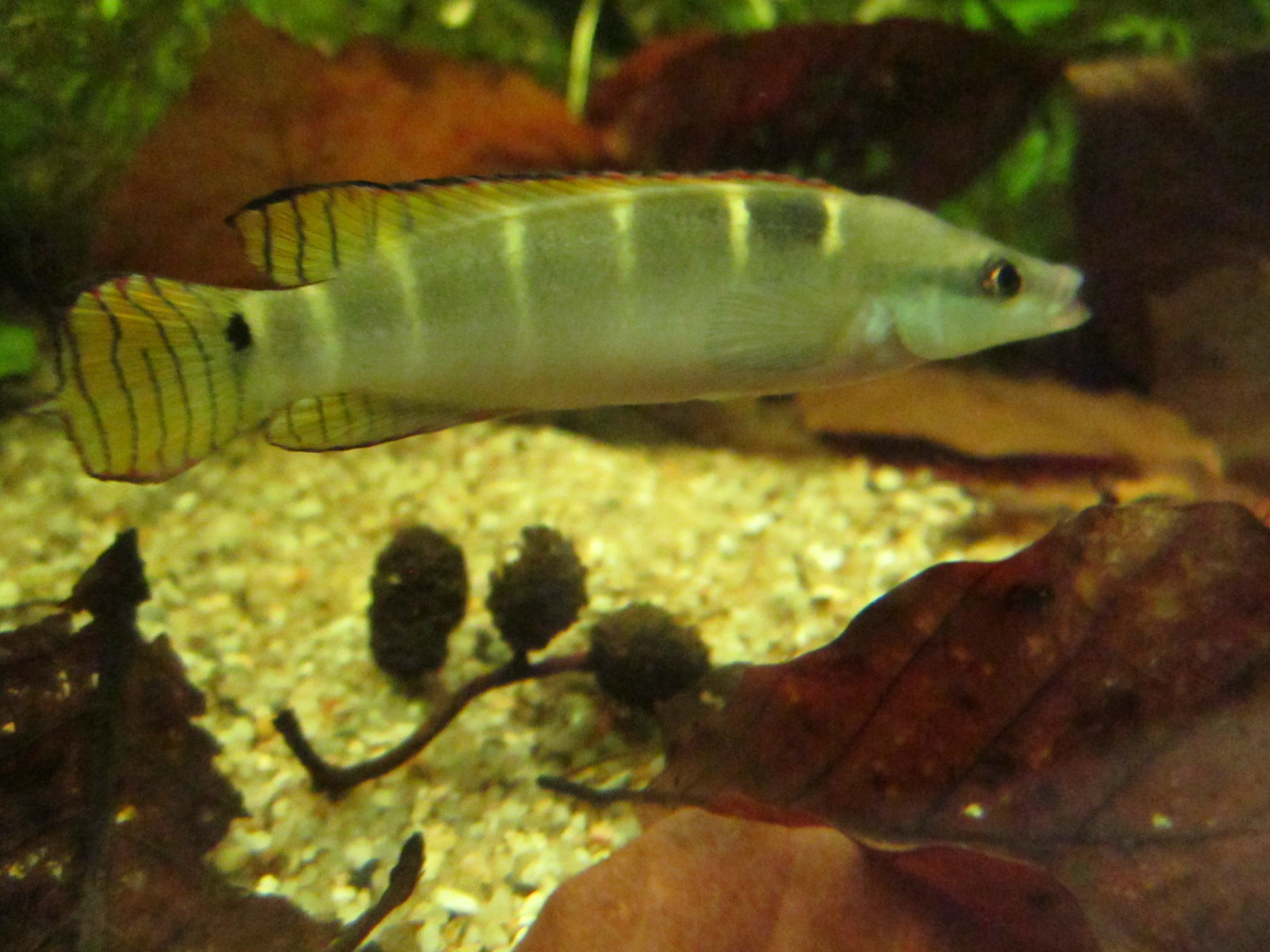 Crenicichla compressiceps