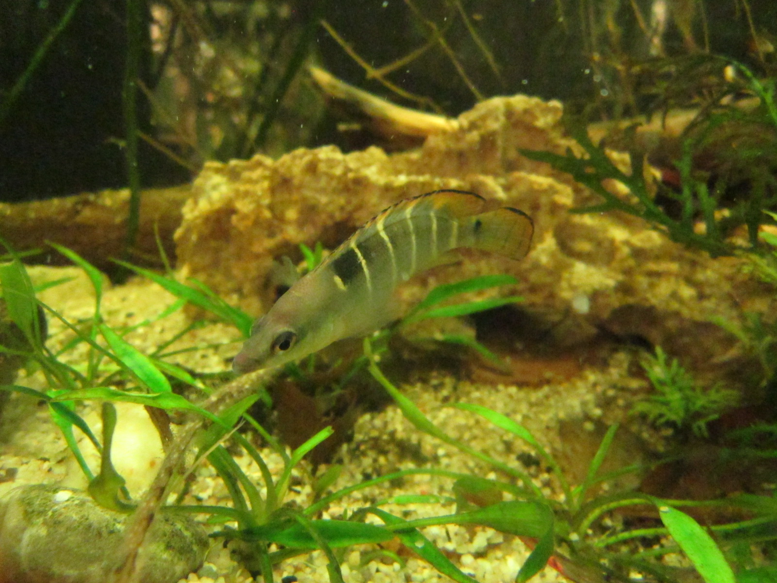 Crenicichla compressiceps