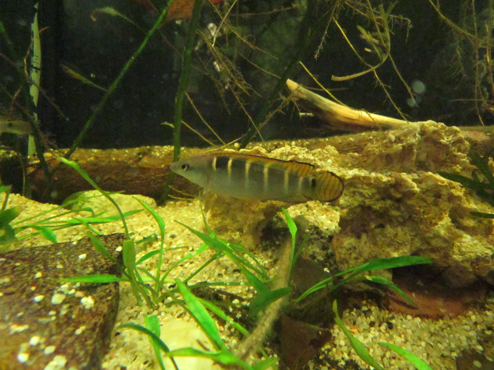 Crenicichla compressiceps