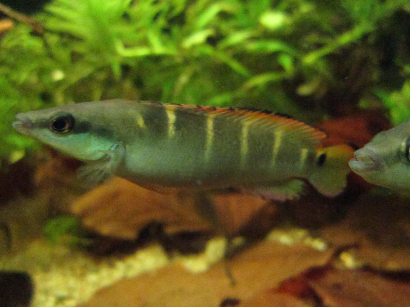 Crenicichla compressiceps Weibchen 1
