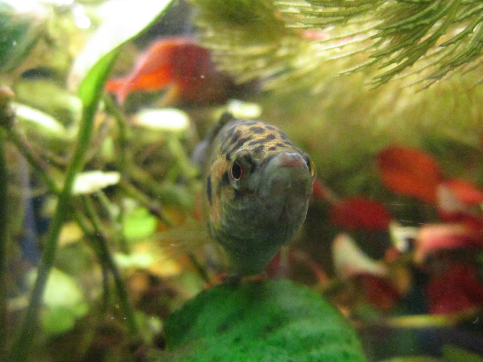 Macropodus opercularis (Männchen)