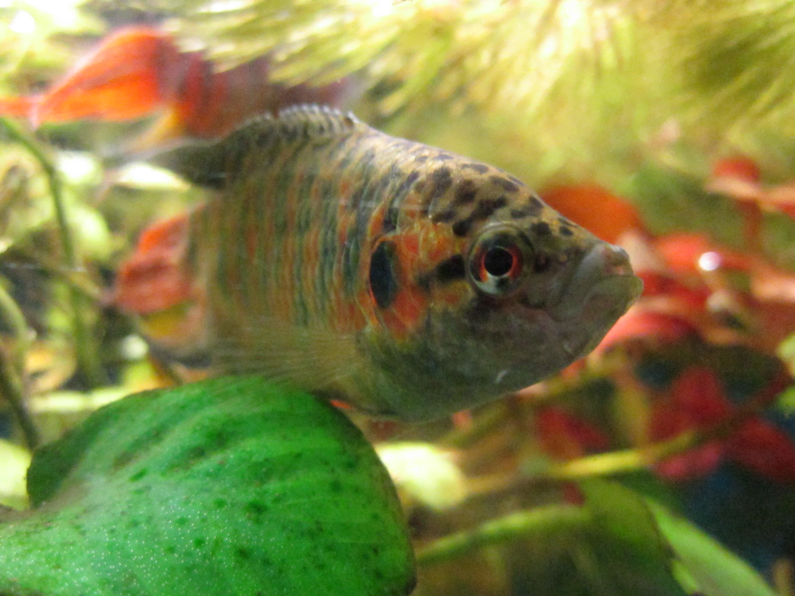 Macropodus opercularis (Männchen)