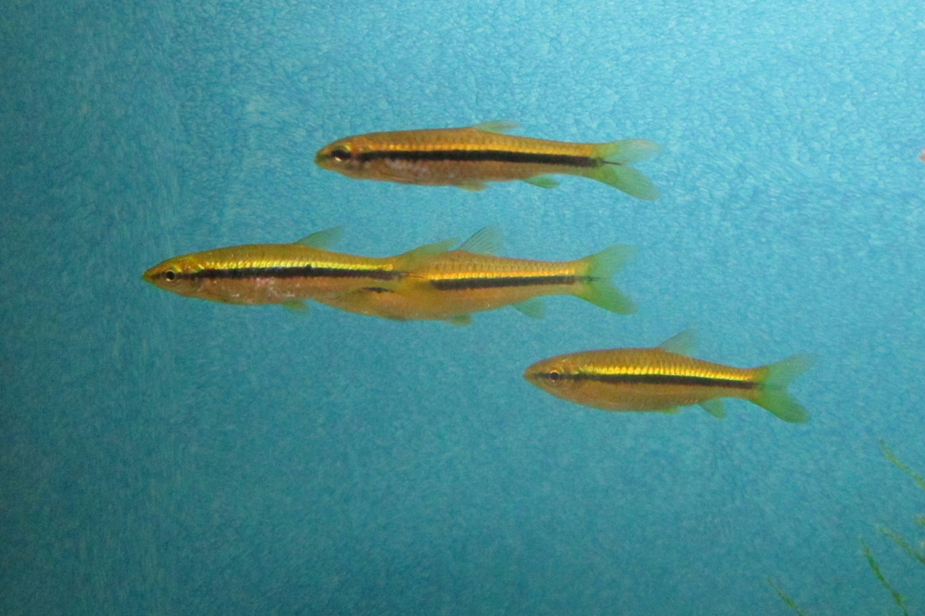 Parluciosoma argyrotaenia ???