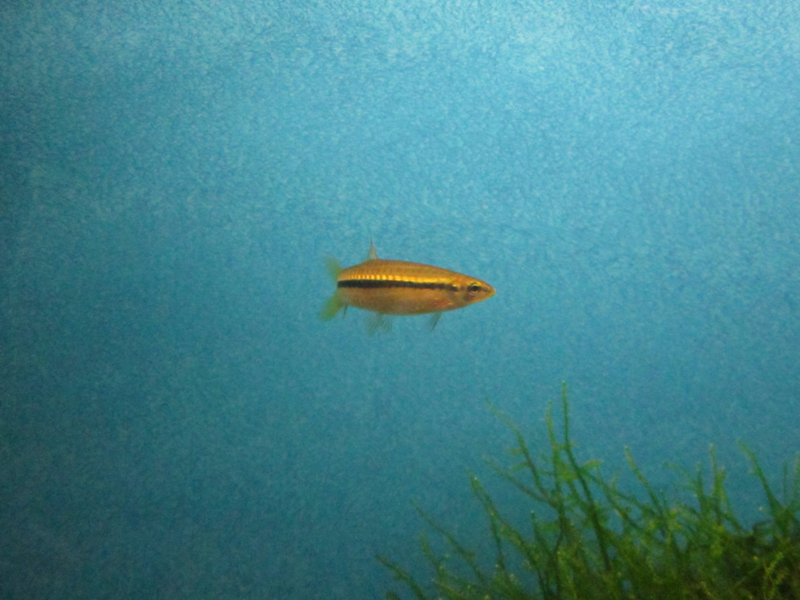 Parluciosoma argyrotaenia ???