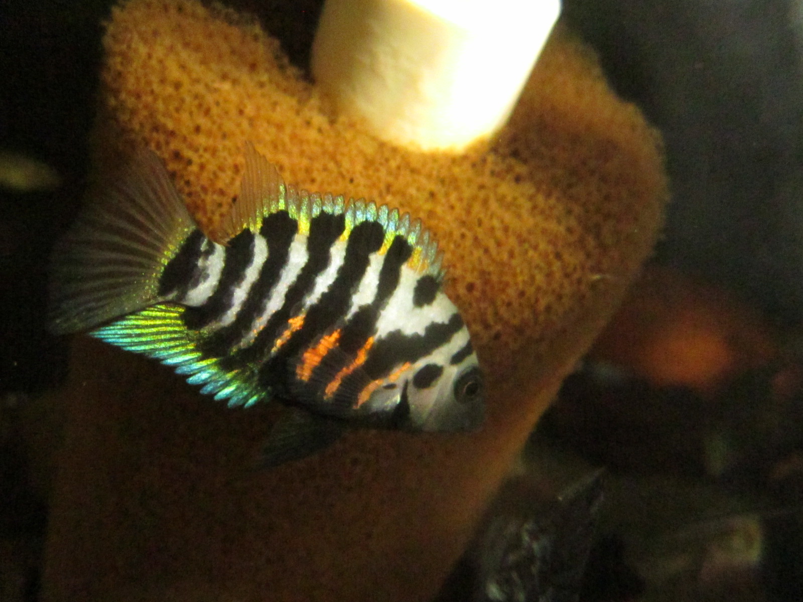 Amatitlania nigrofasciata
