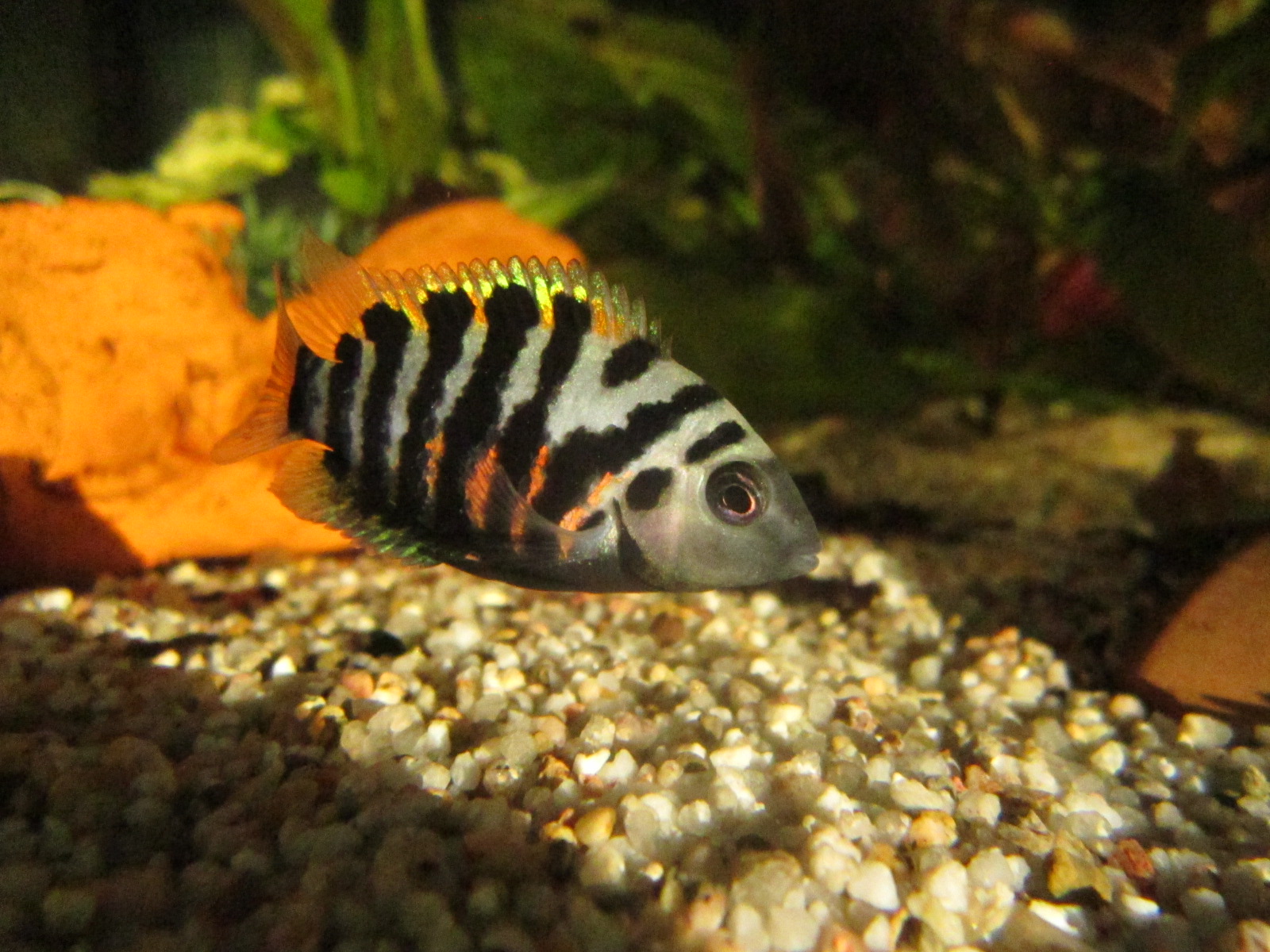 Amatitlania nigrofasciata