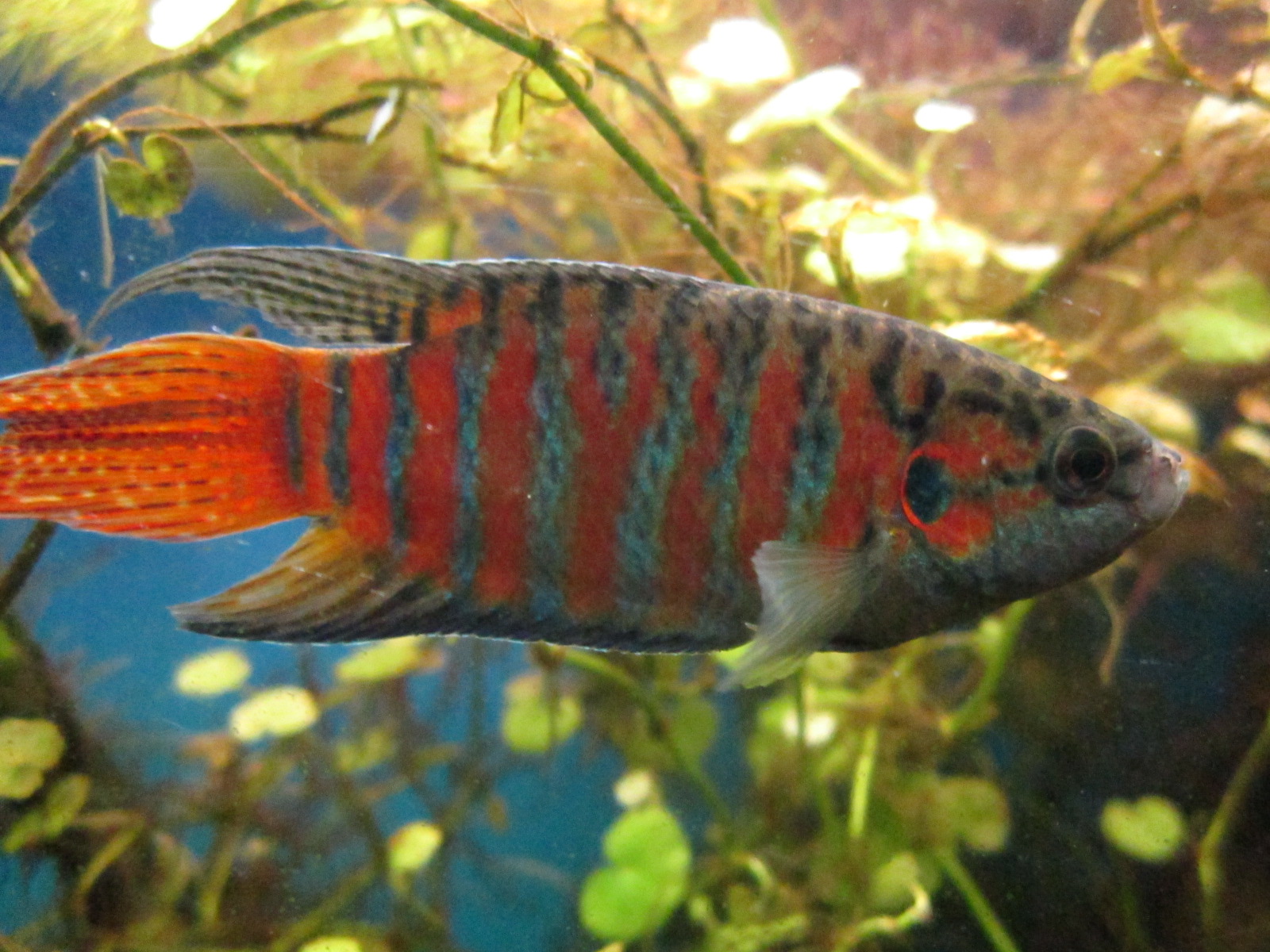 Macropodus opercularis