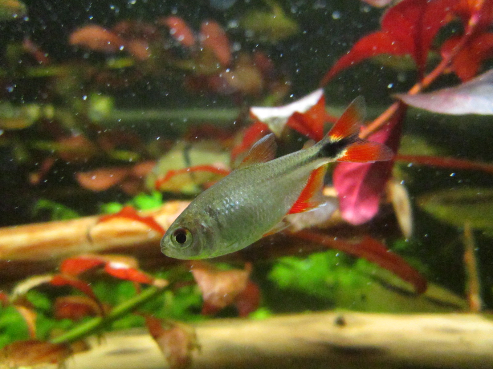 Hyphessobrycon anisitsi (Rautenflecksalmler)