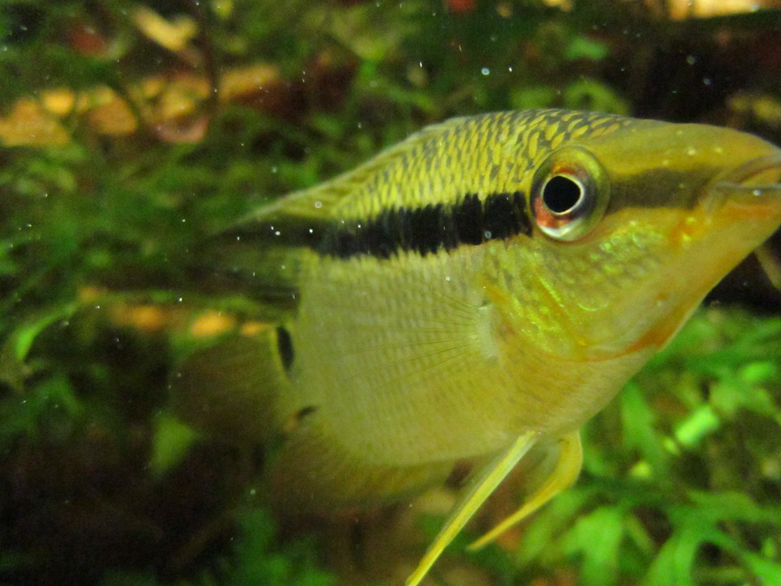 Mesonauta insignis