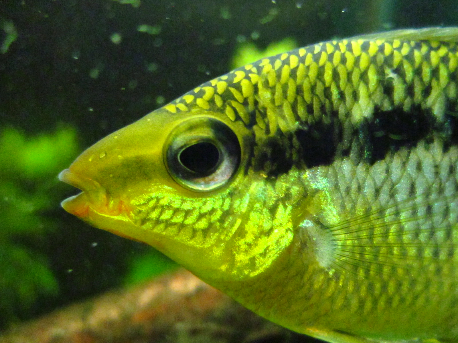 Mesonauta insignis - Portrait