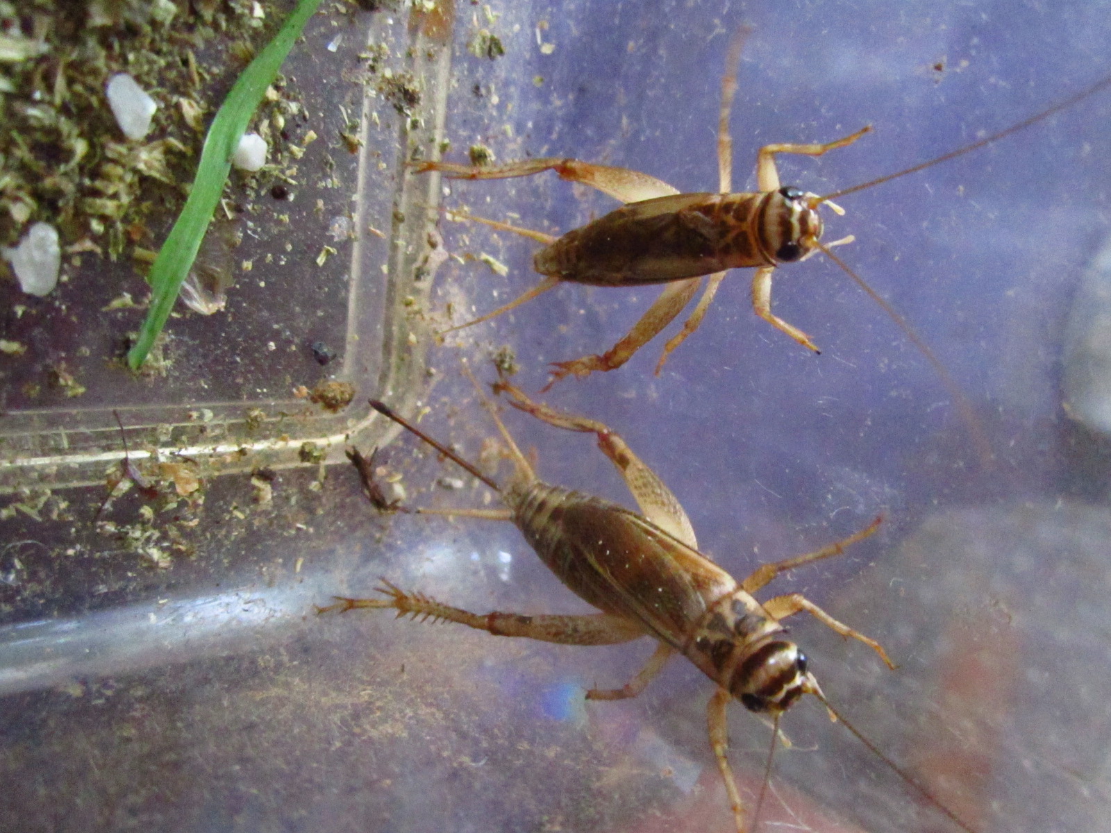 Heimchen - Acheta domesticus