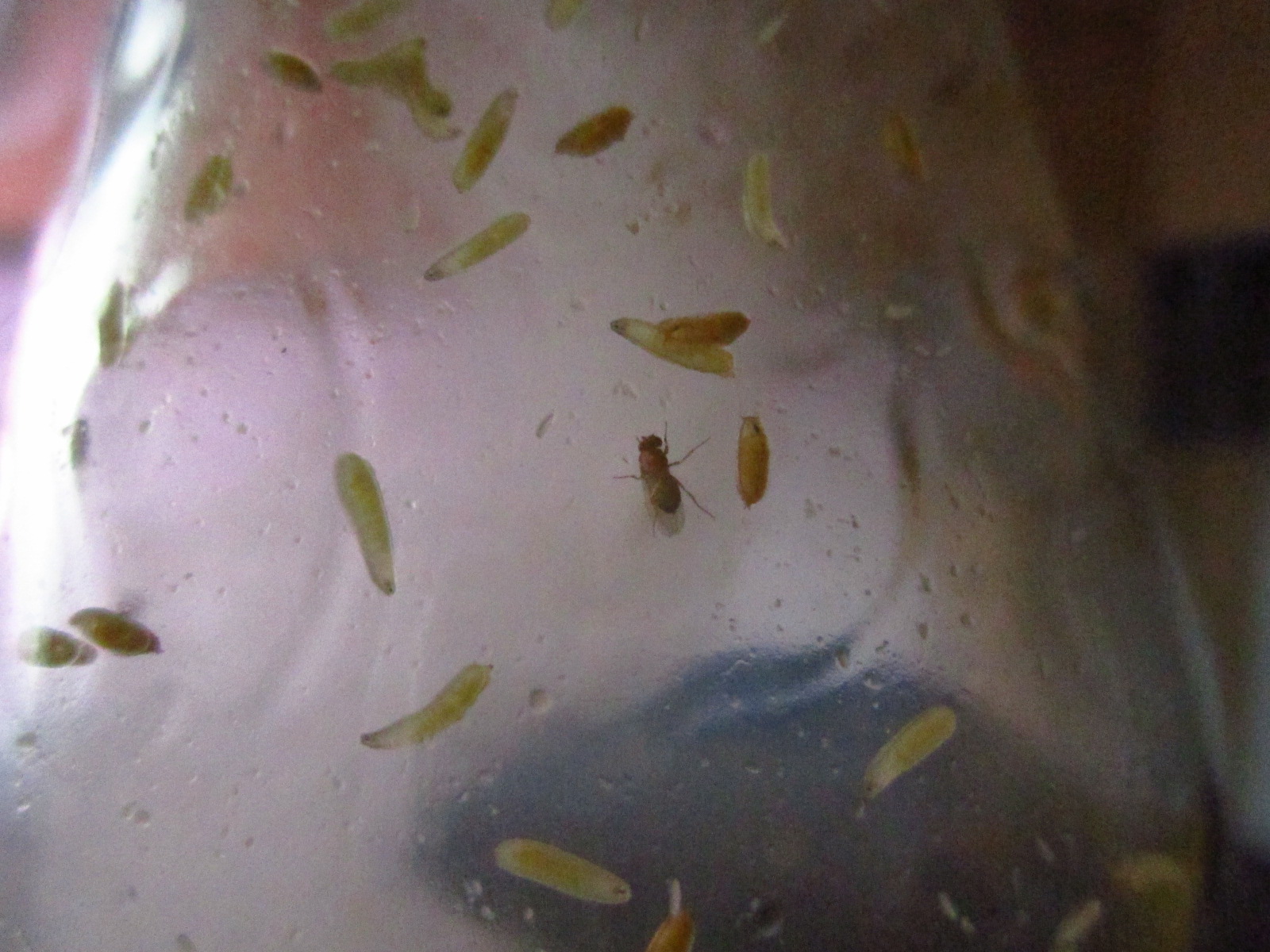 Fruchtfliege - Drosophila melanogaster