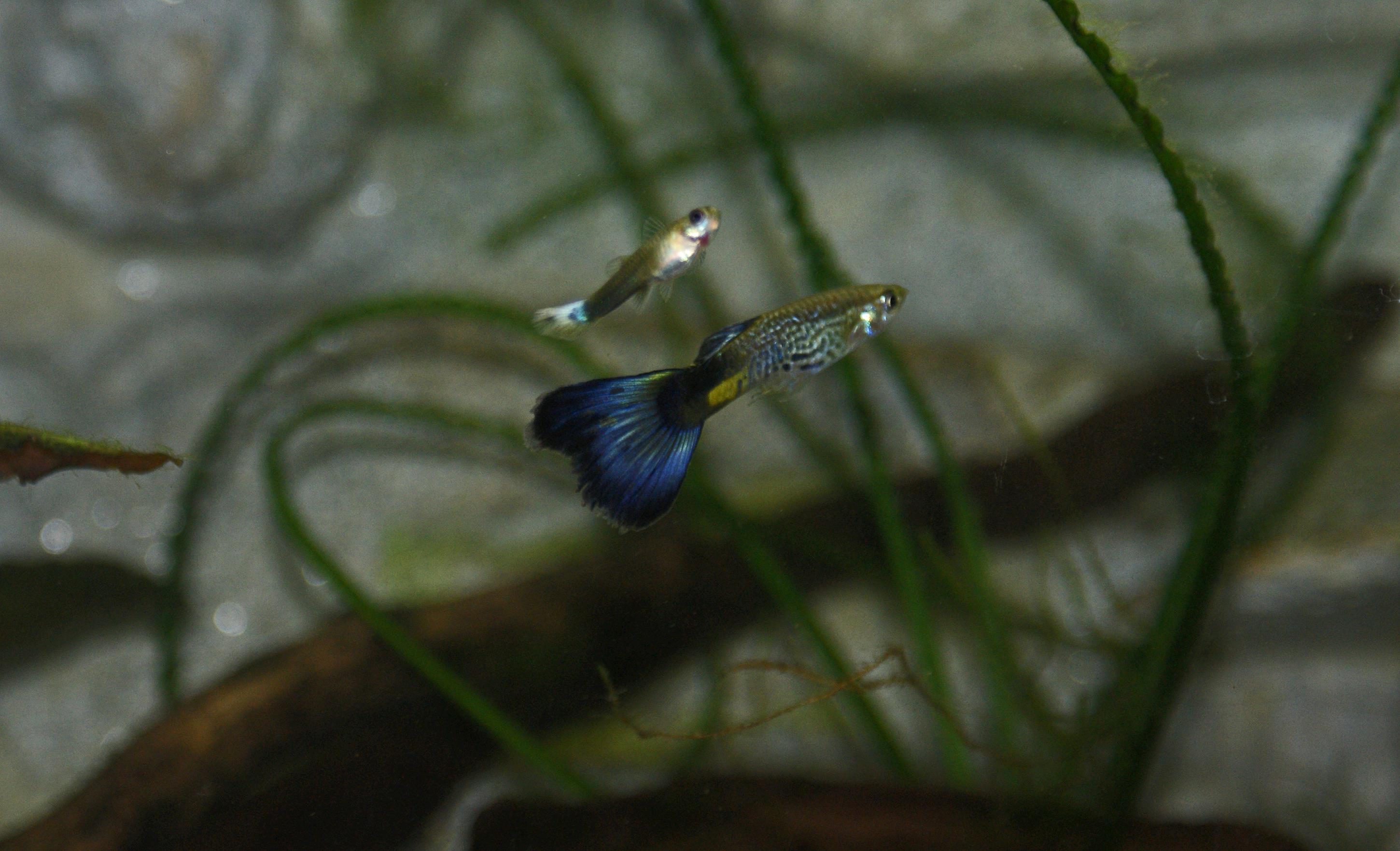 Guppy  var. blue