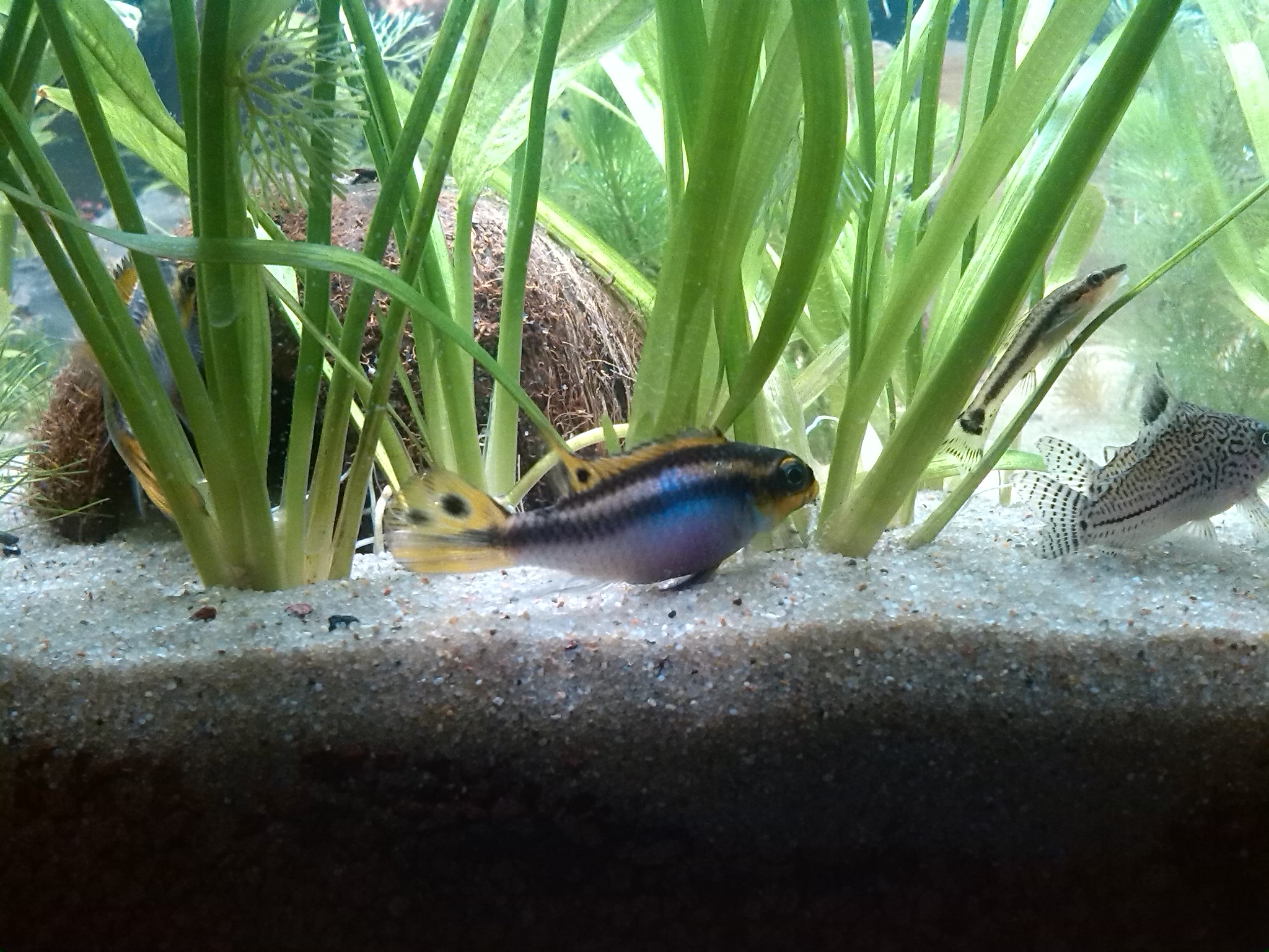 Pelvicachromis taeniatus