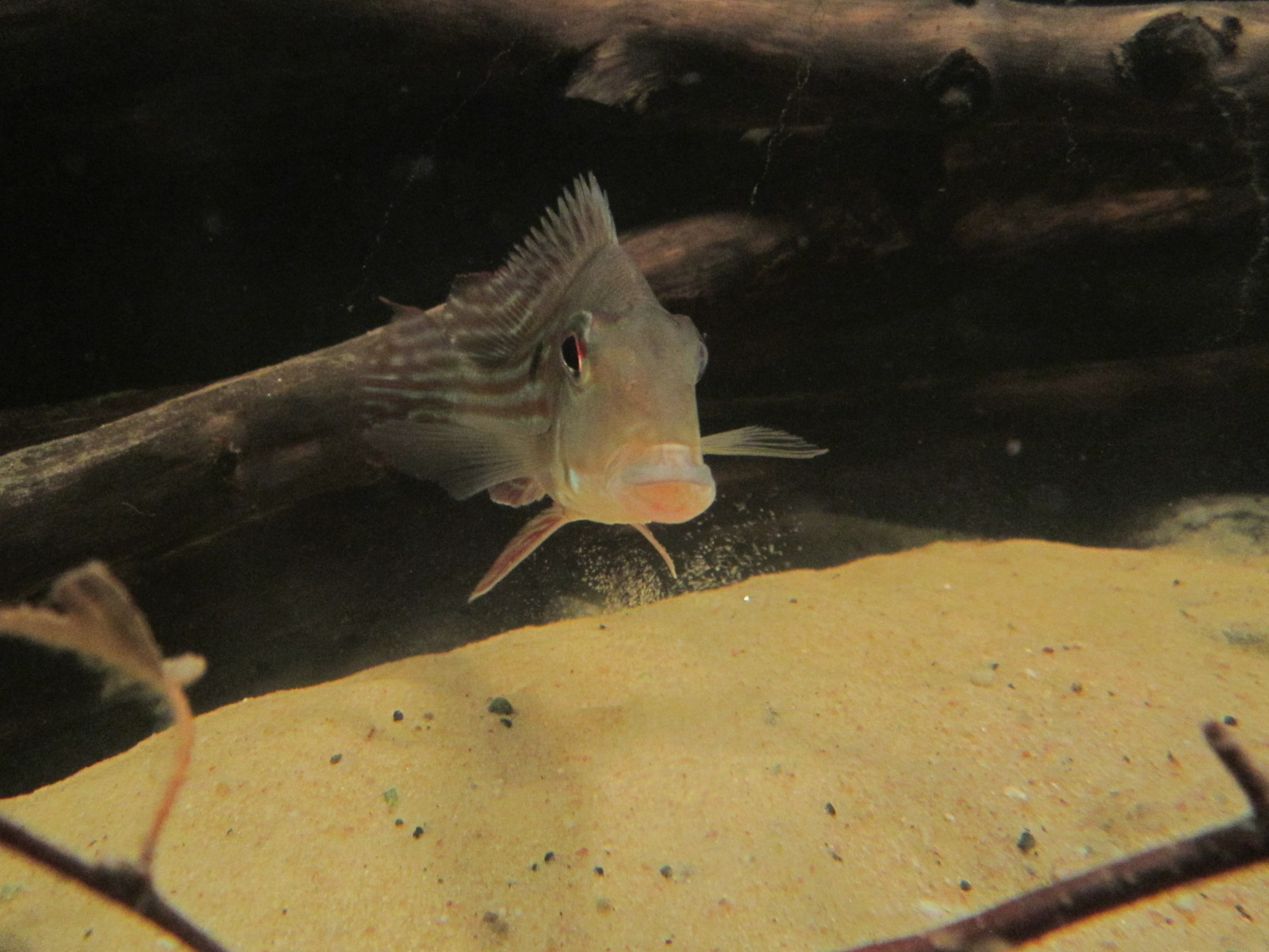 Geophagus winemilleri