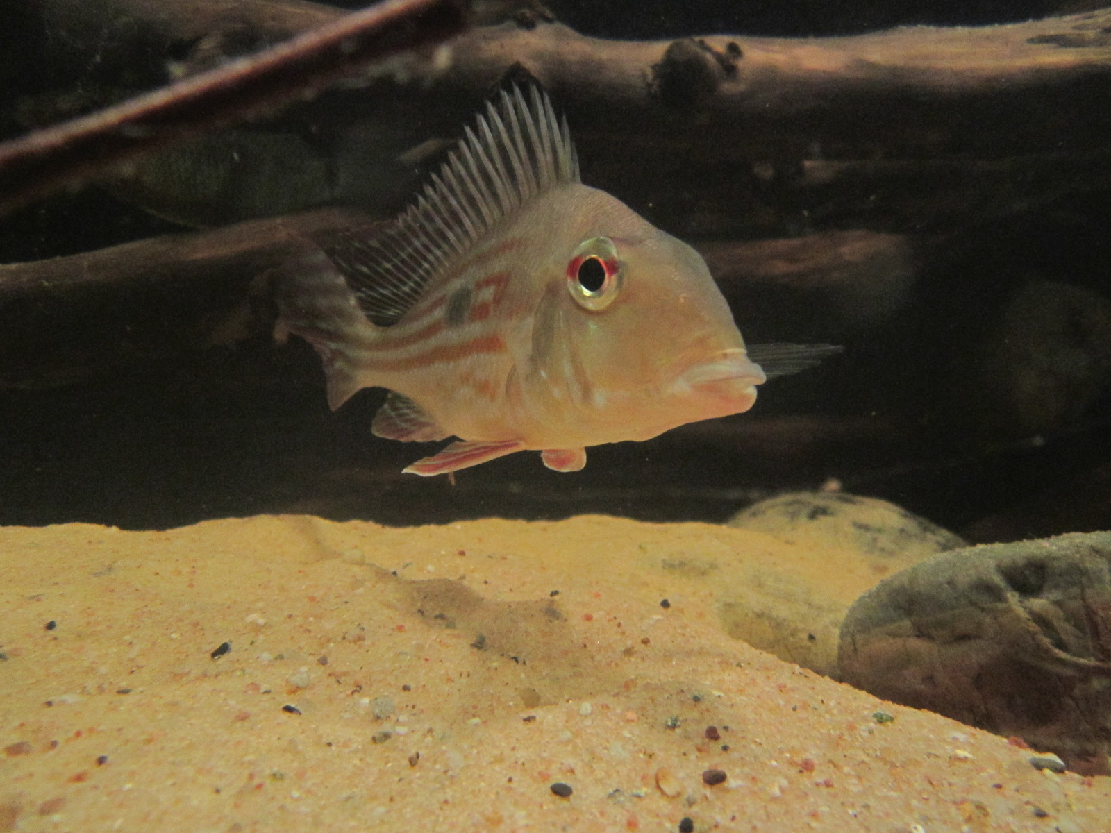 Geophagus winemilleri