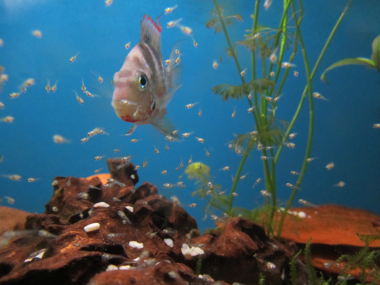 Thorichthys maculipinnis