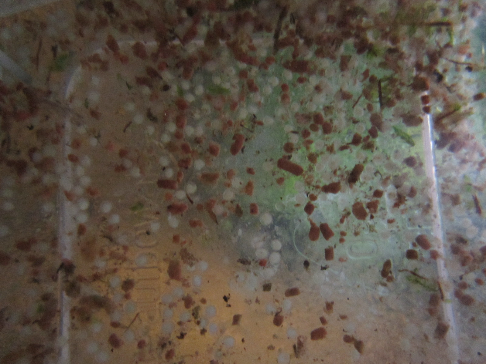 Hyphessobrycon anisitsi - abgesaugter Kot und unbefruchteter Laich (weiß)