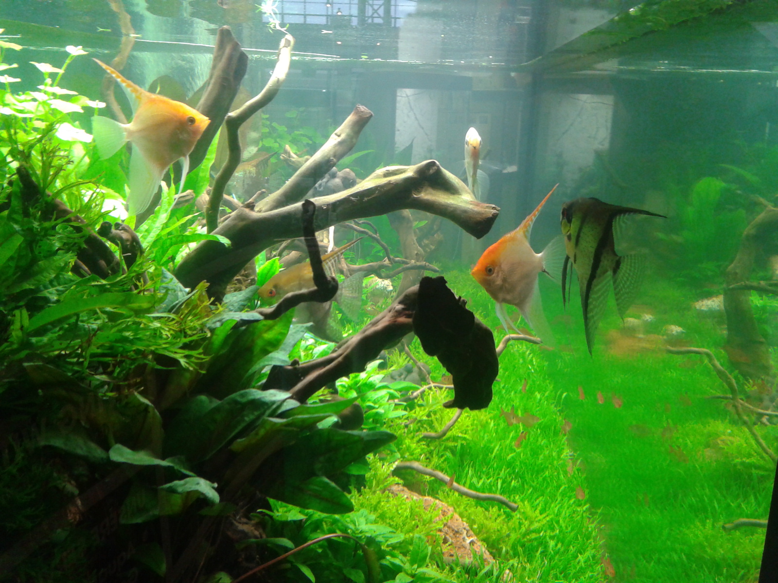 Schaubecken mit Pterophyllum scalare