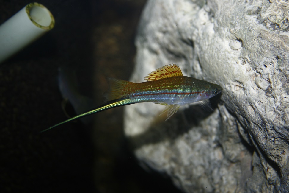Xiphophorus helleri grün