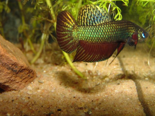 Betta smaragdina sp. guitar
