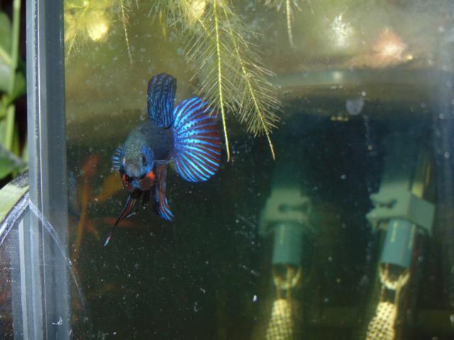 Betta smaragdina WF